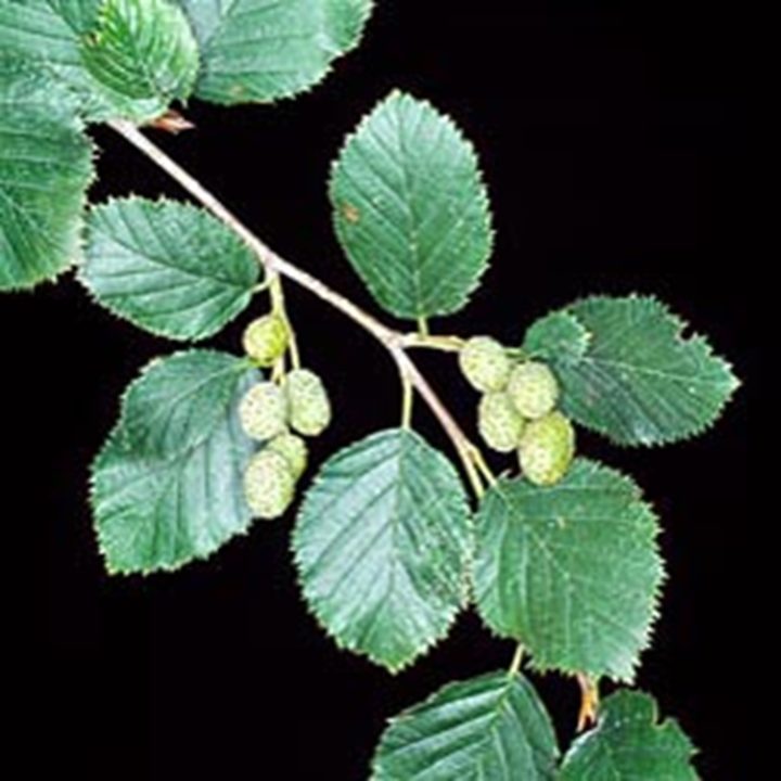 Gr or Planteportalen gr-or-planteportalen