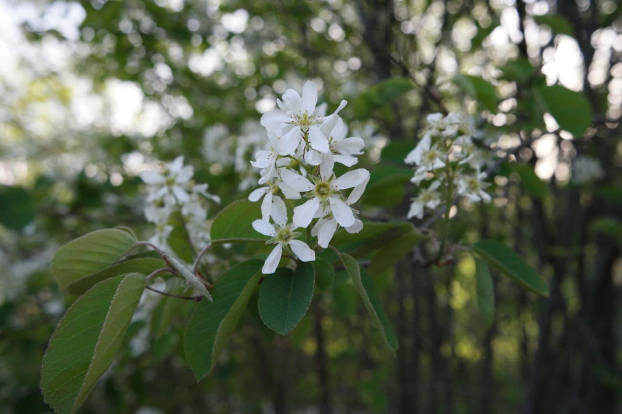 Bl hegg Junis tmispel Planteportalen bl-hegg-junis-tmispel-planteportalen