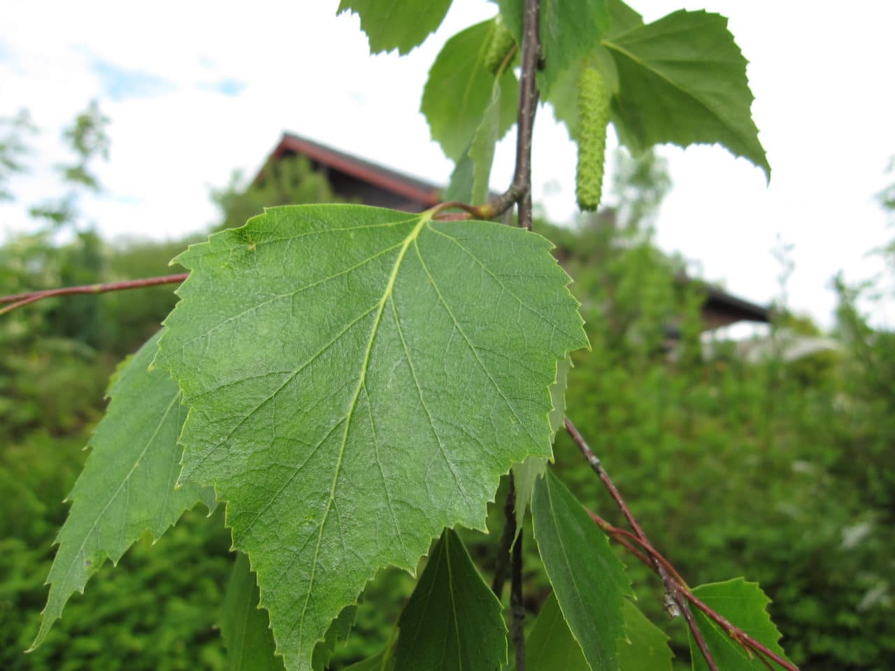 Hengebjørk - Planteportalen