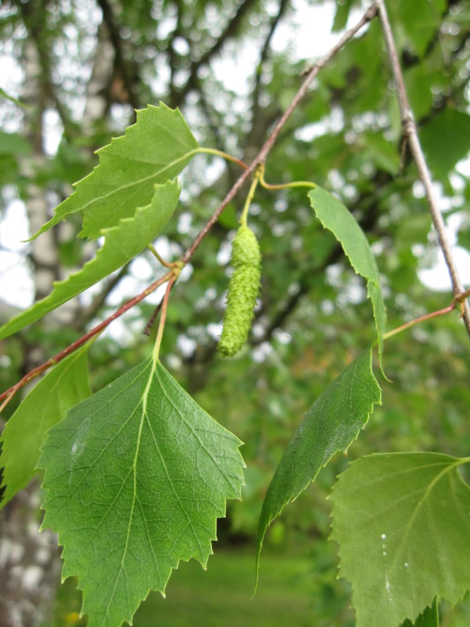 Hengebjørk - Planteportalen