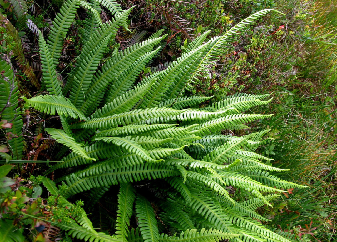 10 gode bregner i Norge - Planteportalen