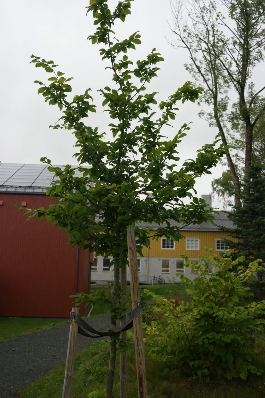Agnbøk - Planteportalen