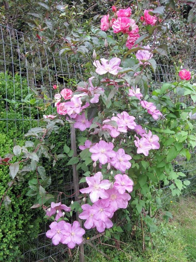 Clematis Comtesse De Bouchaud () Clematis Comtesse De Bouchaud