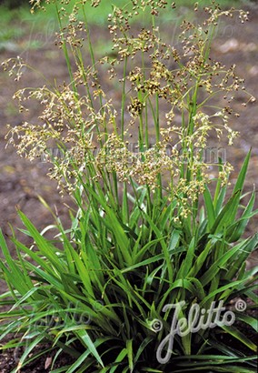 Storfrytle Planteportalen