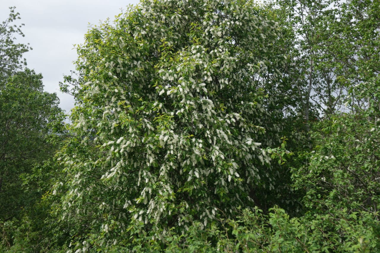 Hegg Tree Hegg - Planteportalen