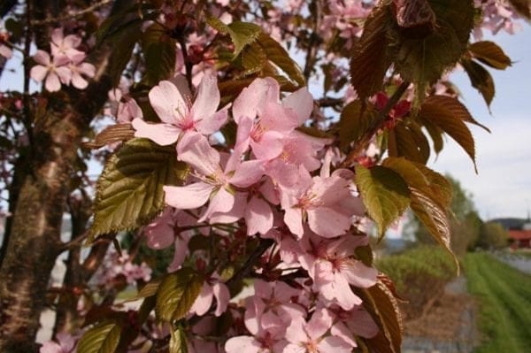 Hegg ‘Colorata’ (Rødbladet hegg) - Planteportalen