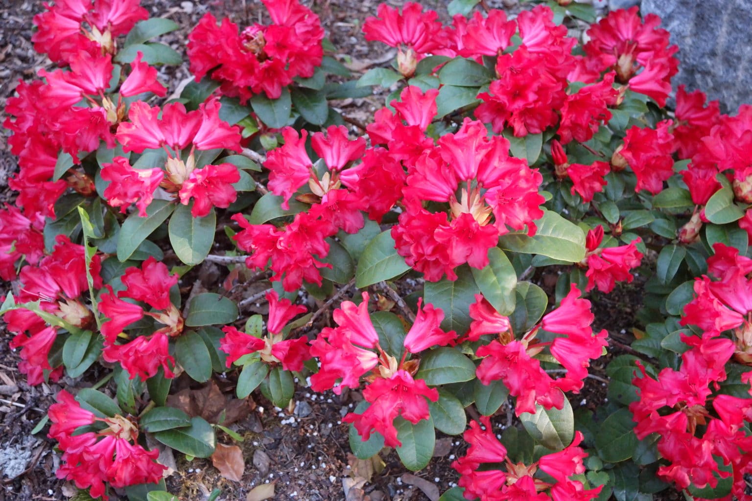 Forrestrododendron ‘Scarlet Wonder’ Planteportalen