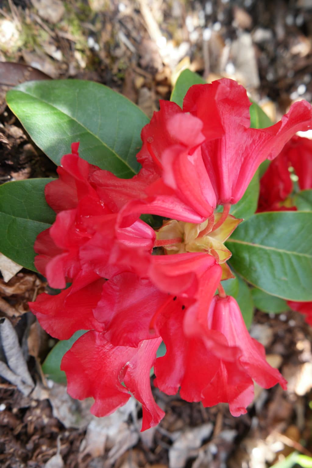 Rododendron ‘Scarlet Wonder’ Planteportalen