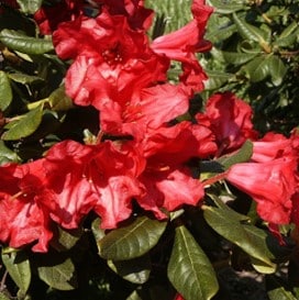 Forrest-rododendron 'Baden Baden' - Planteportalen