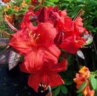 Japanrododendron (Japanasalea) 'Royal Command' - Planteportalen