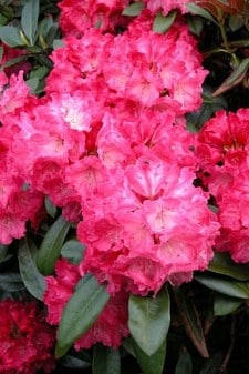 Yakushimarododendron 'Morgenrot' - Planteportalen