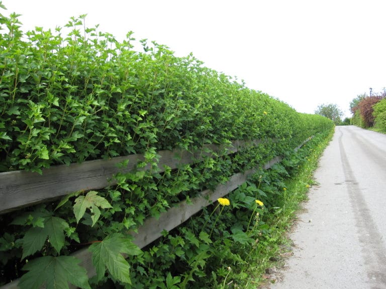 Alperips - Planteportalen