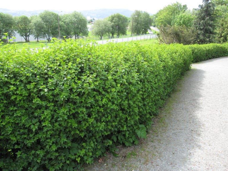 Alperips - Planteportalen