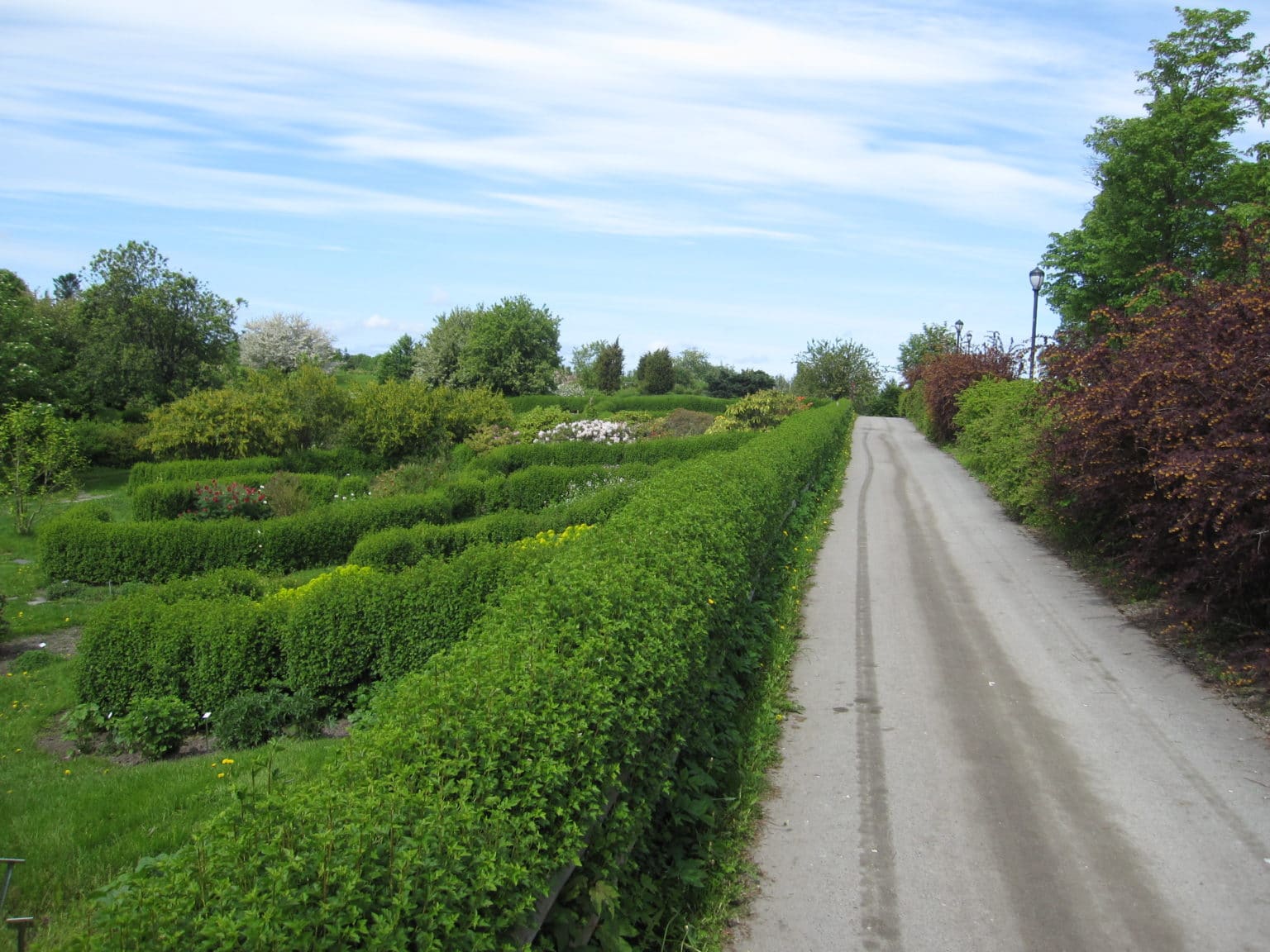 Alperips - Planteportalen