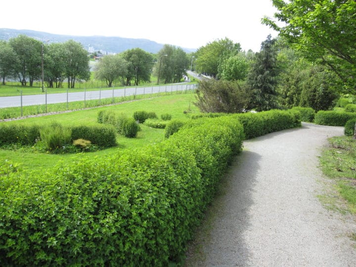 Alperips - Planteportalen