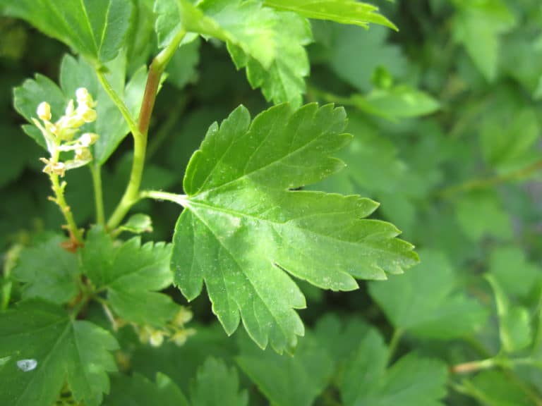 Alperips - Planteportalen