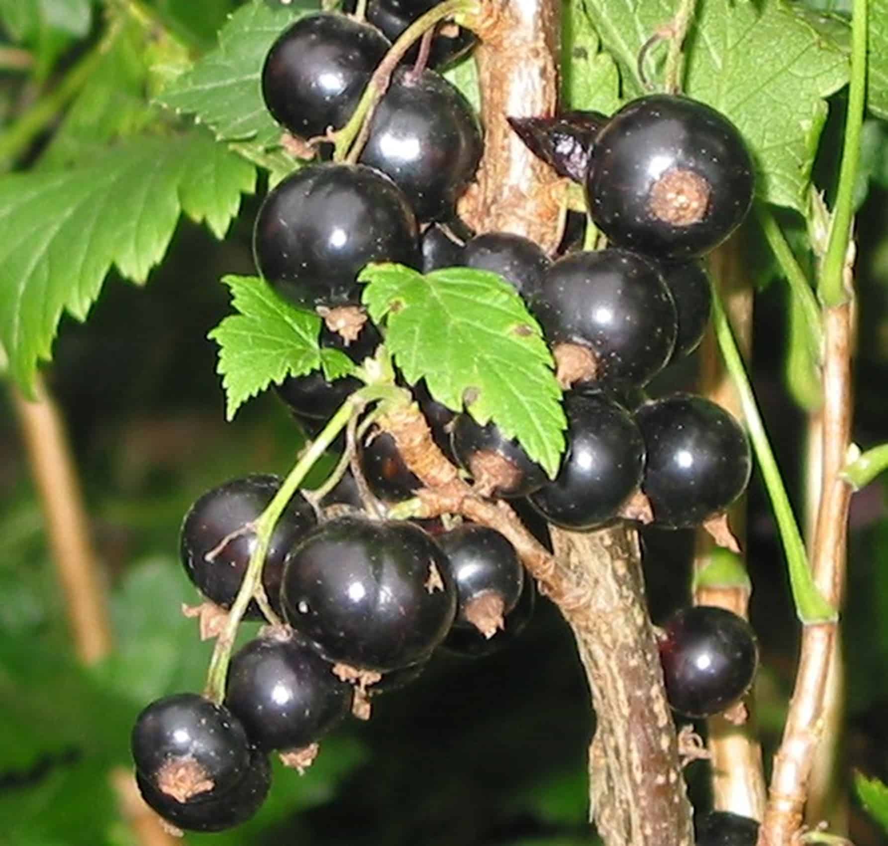 Solbær - Planteportalen