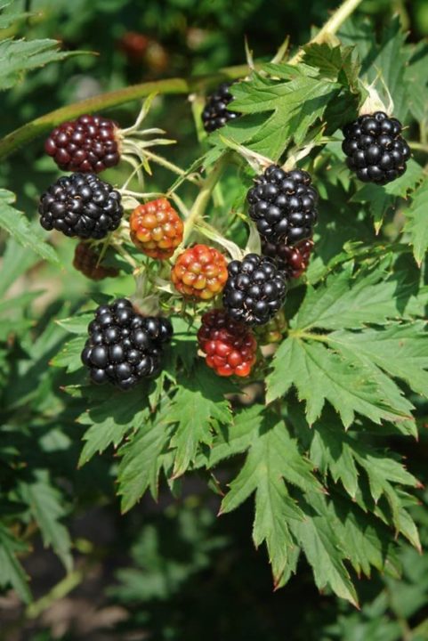 Bjørnebær 'Thornless Evergreen' - Planteportalen