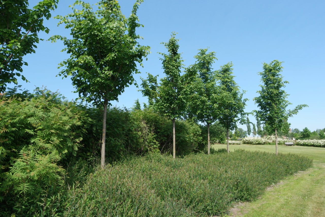 Rødpil 'Nana' - Planteportalen