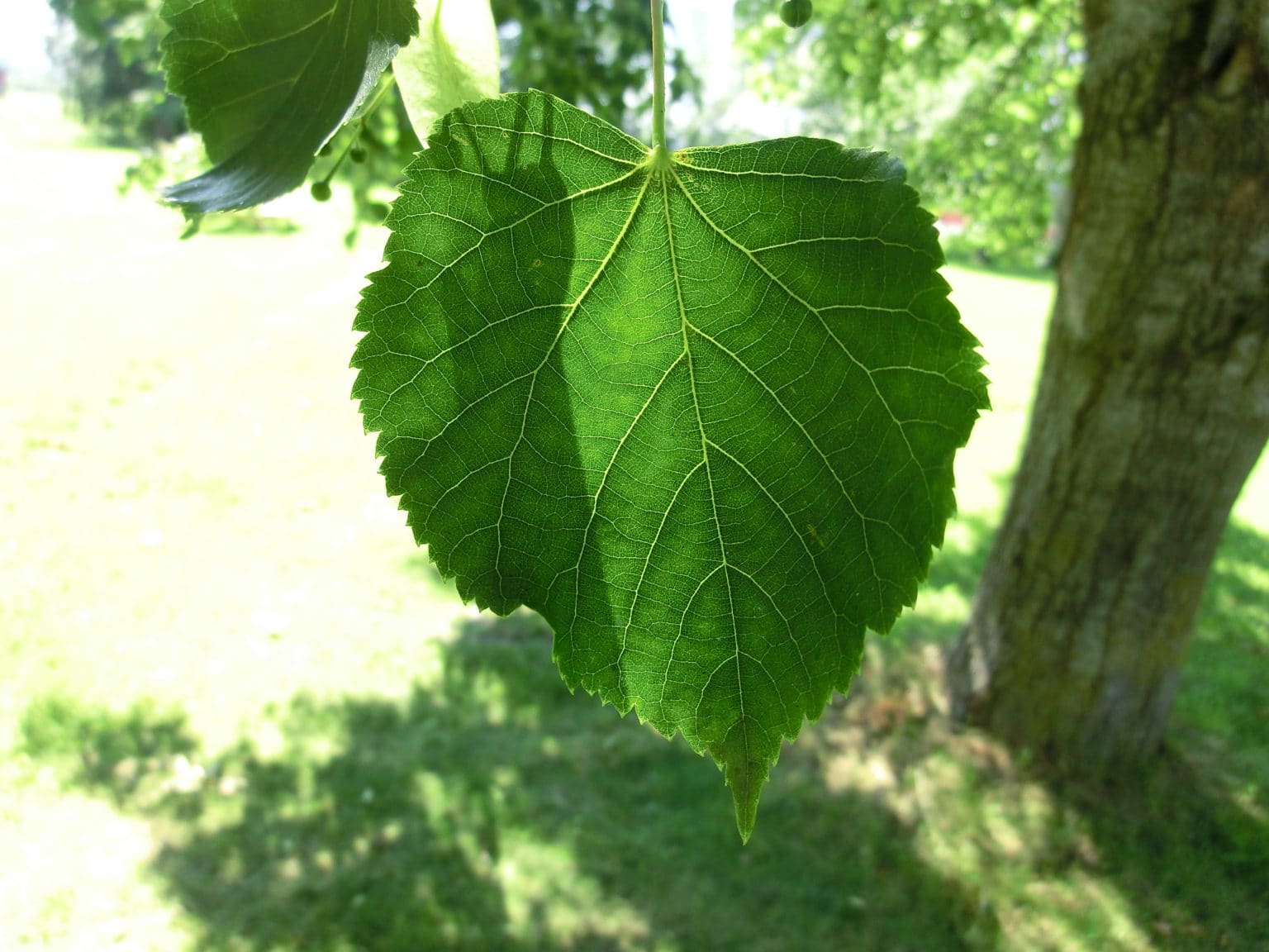 Lind - Planteportalen