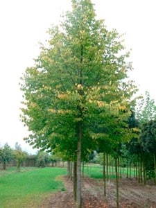 Parklind - Planteportalen