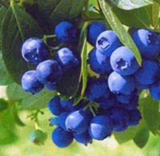 Hageblåbær 'Bluecrop' - Planteportalen