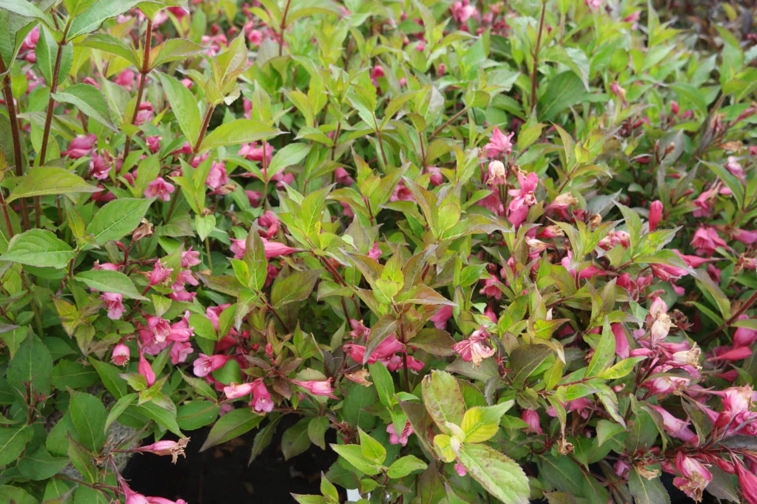 Klokkebuskhybrid 'Minuet' Planteportalen