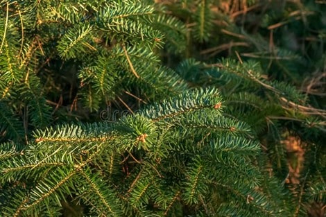 Gresk Edelgran Planteportalen